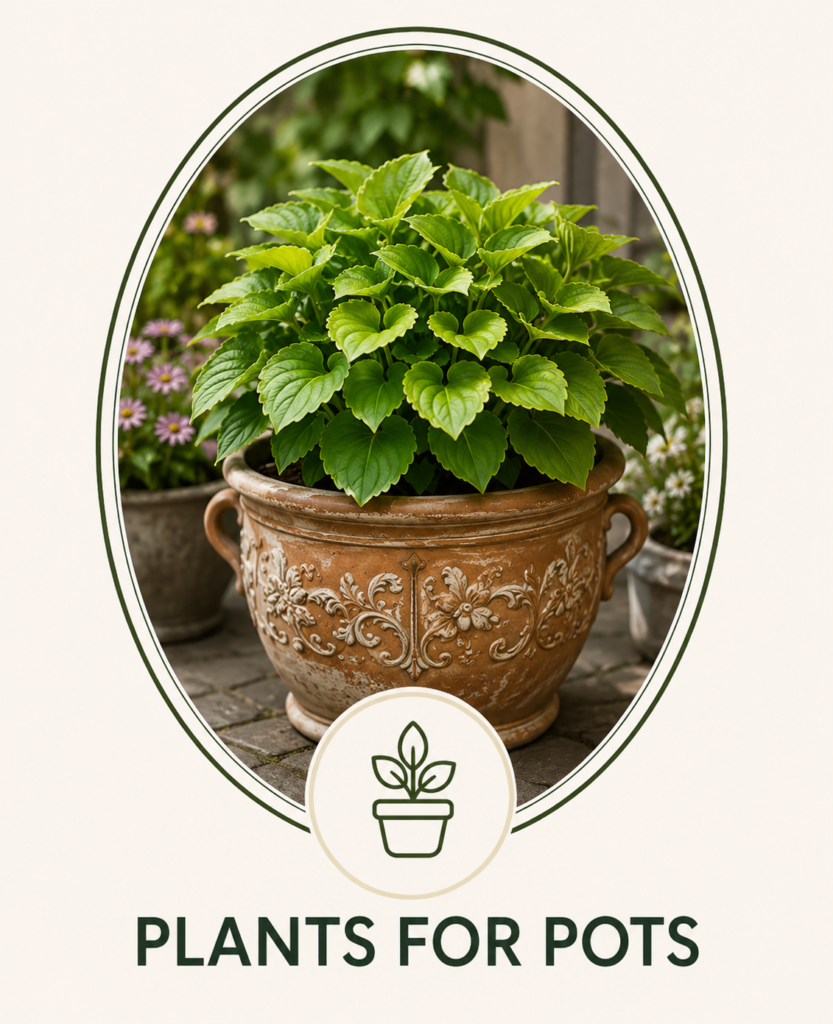 Lush green plant growing in a decorative terracotta garden pot.